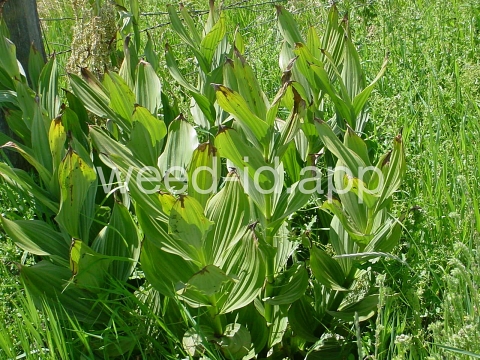 false-hellebore, California